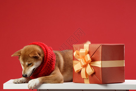 红色缎带蝴蝶结可爱的柴犬背景