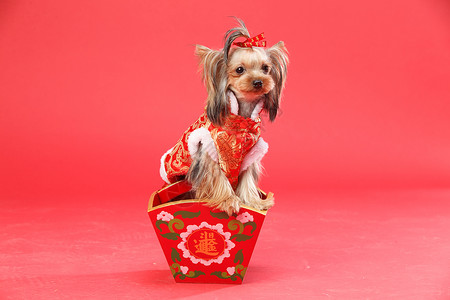 狗年祝福素材快乐喜庆可爱的约克夏犬背景