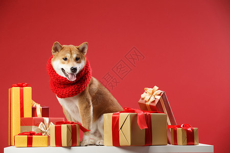红色缎带蝴蝶结生肖哺乳纲节日可爱的柴犬背景