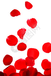 红色玫瑰花瓣散开玫瑰花背景图片