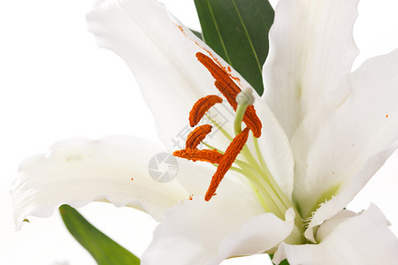 百合花高清微距彩色图片自然美自然百合花背景