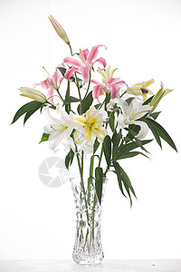 鲜艳的白色花朵花瓶里的百合花背景