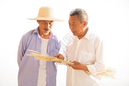 两位老农民拿着麦穗图片