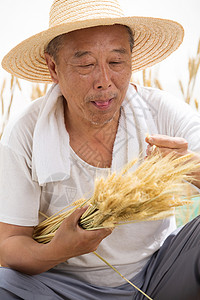 老农民在麦田里收获麦穗背景