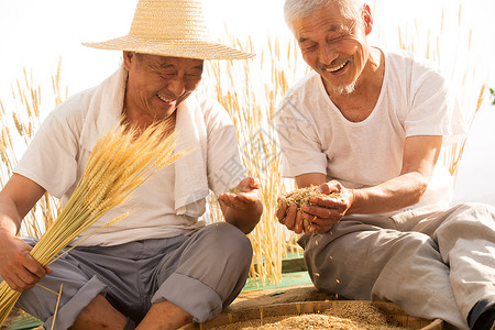 成熟技术两位老农民拿着麦穗背景