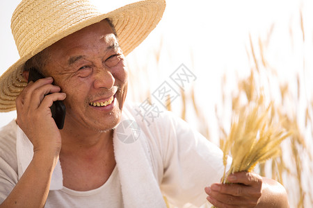 收获成功老农民在农田里打电话背景