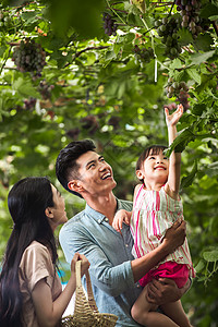抱着水果的孩子农业活动温馨家园白昼幸福家庭在采摘葡萄背景