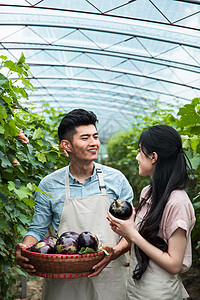收获果实情侣休闲活动蔬菜休闲追求东方夫妇在采摘茄子背景