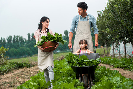 绿色高兴的东方人东方家庭采摘蔬菜图片