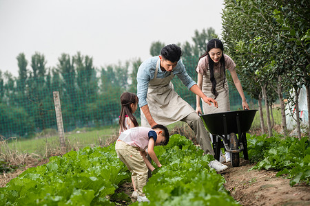 儿童手推车东方四口家庭采摘蔬菜背景