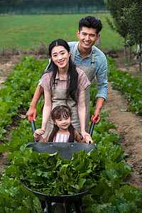 白菜家庭无污染放松日光东方家庭采摘蔬菜背景
