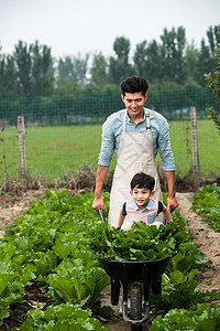 白菜家庭周末活动父子采摘蔬菜背景