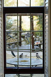 江南庭院地产宣传摄影图海报温馨家园桌子摄影窗外小鸟背景