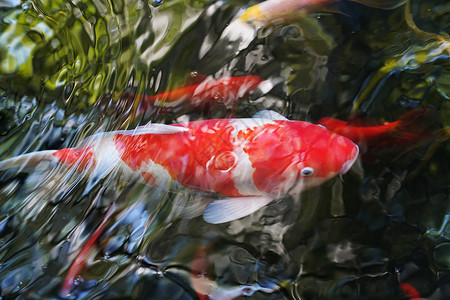 湖水下摄影人工饲养动物无人锦鲤背景