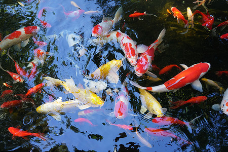 红色金鱼鲤鱼人工饲养动物鱼类鲤鱼锦鲤背景
