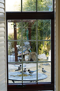 居住区鸟食白昼窗外小鸟背景