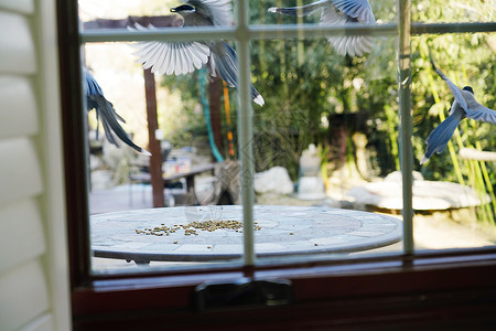 住房自然院子窗外小鸟高清图片