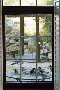 建筑房屋自然窗外小鸟高清图片