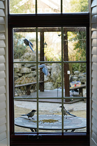 房屋别墅小群动物窗外小鸟背景