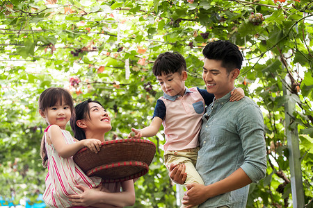 男孩抱着女孩周末活动幸福家庭在采摘葡萄背景