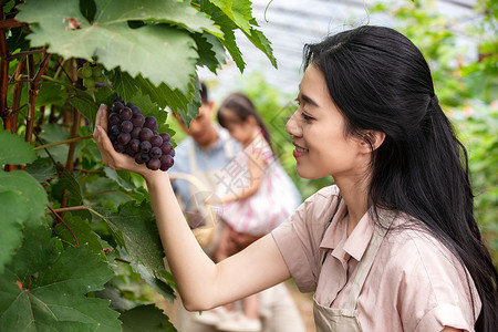 抱植物的女孩幸福家庭采摘葡萄背景