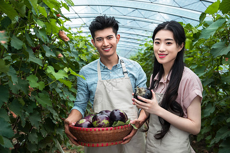 收获果实情侣农场夫妻采摘茄子背景