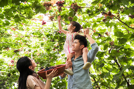 骑着火烈鸟的人幸福家庭在采摘葡萄背景