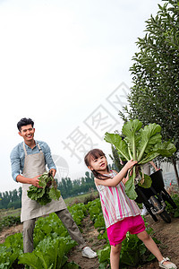 白菜家庭温馨家园亚洲人人东方三口之家采摘蔬菜背景