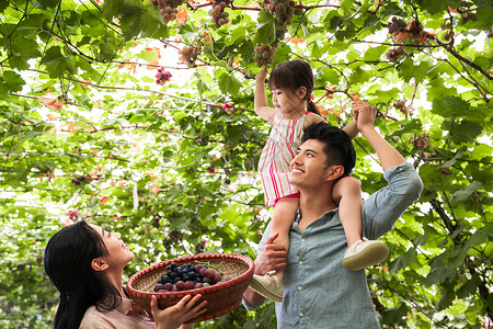 骑着燕子的女孩亚洲人休闲装女人幸福家庭在采摘葡萄背景