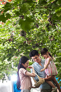 乐趣白葡萄儿童东方家庭在采摘葡萄高清图片