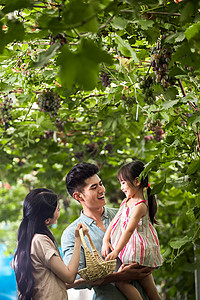 关爱表现积极满意东方家庭在采摘葡萄高清图片