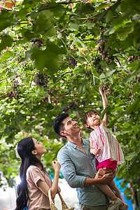 微笑夫妇抱着幸福家庭在采摘葡萄高清图片