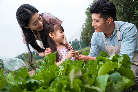 白菜家庭交流5到6岁幸福东方三口之家采摘蔬菜背景