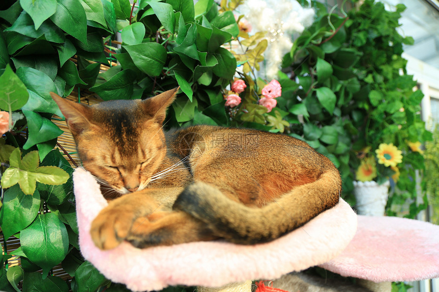 一直可爱的在休息的猫咪图片