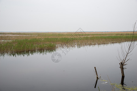 自然现象自然地理无人河北省雄安新区白洋淀背景图片