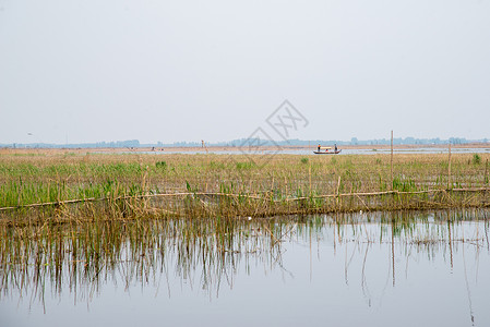 植物繁盛自然景观非都市风光河北省雄安新区白洋淀背景图片