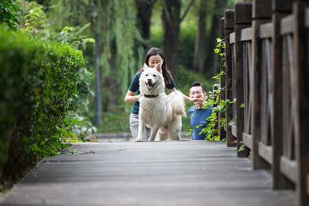 一条狗回家路青年情侣在户外散步背景