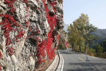 爬山虎自然景观水平构图北京郊区的公路图片