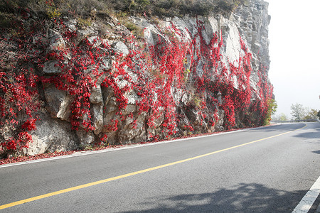 自然美爬山虎水平构图北京郊区的公路图片