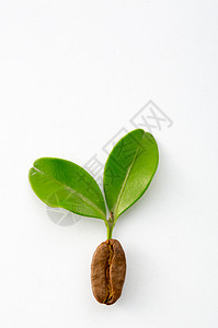 咖啡豆发芽新植物学高清图片