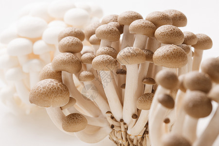 食品清新亚洲蘑菇图片