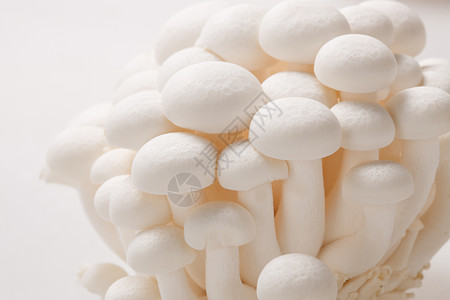 状态良好健康食物食品蘑菇背景图片