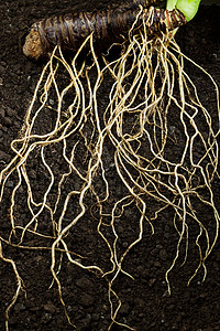 长叶植物土壤里的根背景