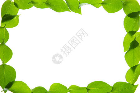 简洁植物边框绿叶边框背景