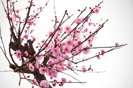 花瓣免抠素材粉色园艺梅花背景