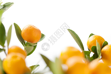 橙色食物桔子图片