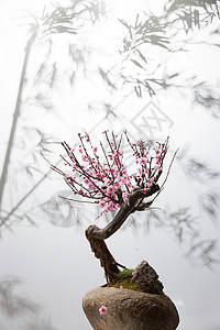 竹子盆景意境花卉梅花背景