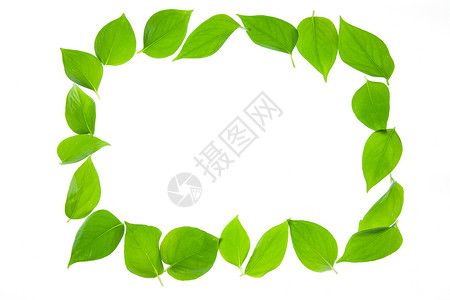 圆相框式样幸福植物绿叶背景