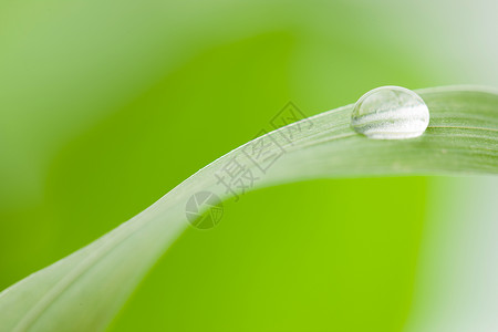 刷铝水平纹理冷植物学幸福水平构图绿叶水滴背景