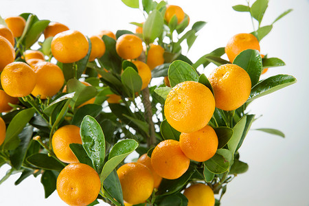 食品橘子甜的桔子图片
